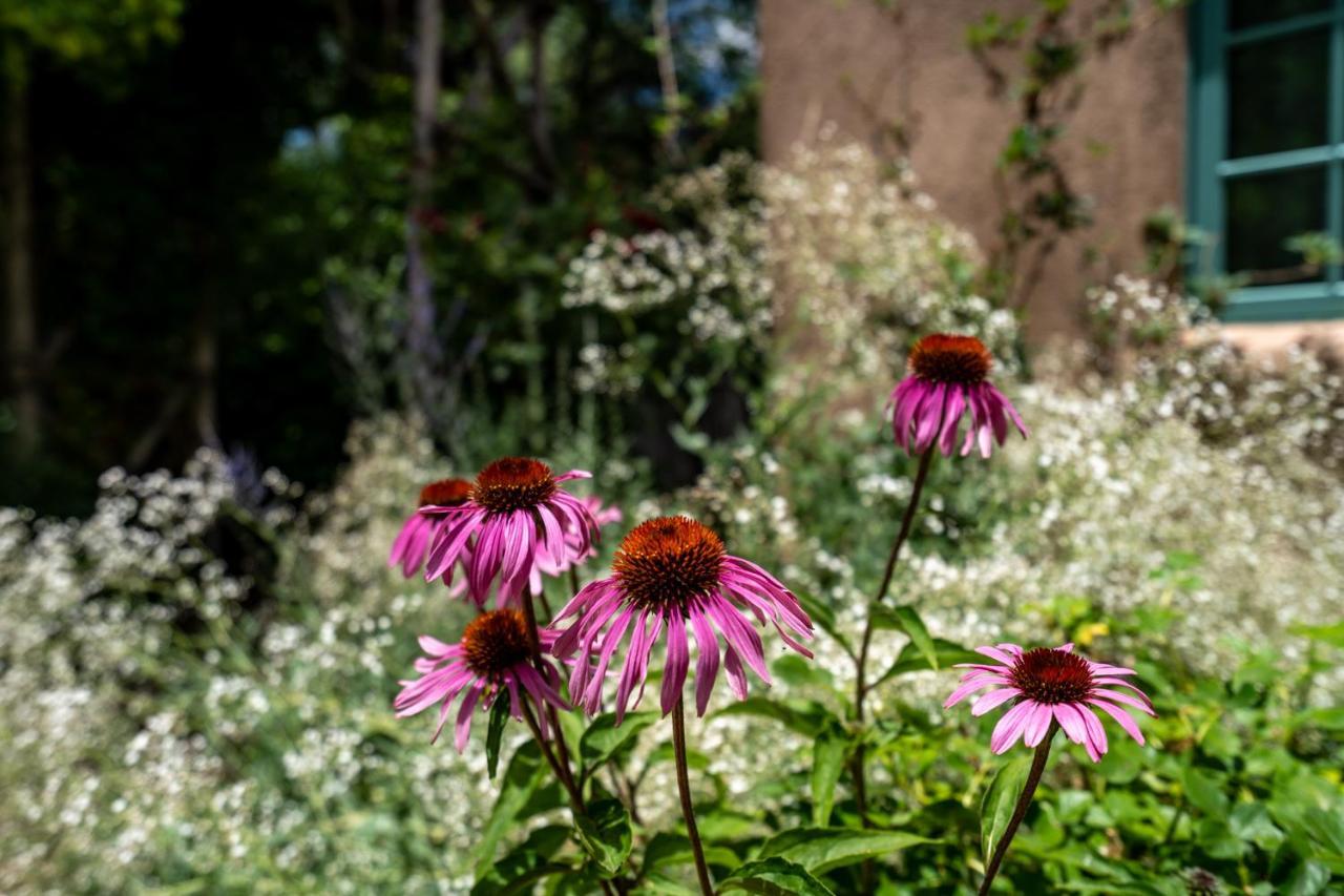 Historic Garden Retreat, 4 Bedrooms, Sleeps 8, Walk to Plaza, Fireplaces Santa Fe Exterior foto